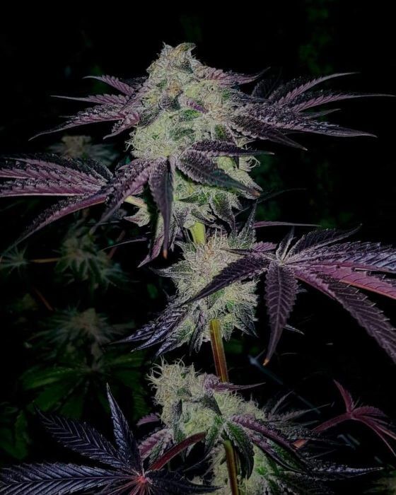 Tangelato Feminized by Paisa Seeds