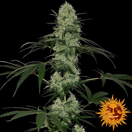 Tangerine Dream Auto Autoflower by Barneys Farm
