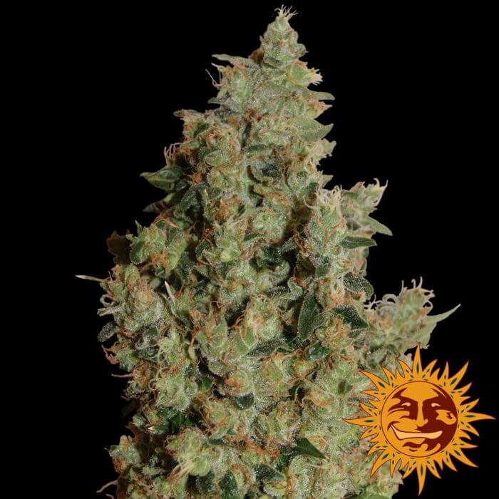 Tangerine Dream Feminized by Barneys Farm