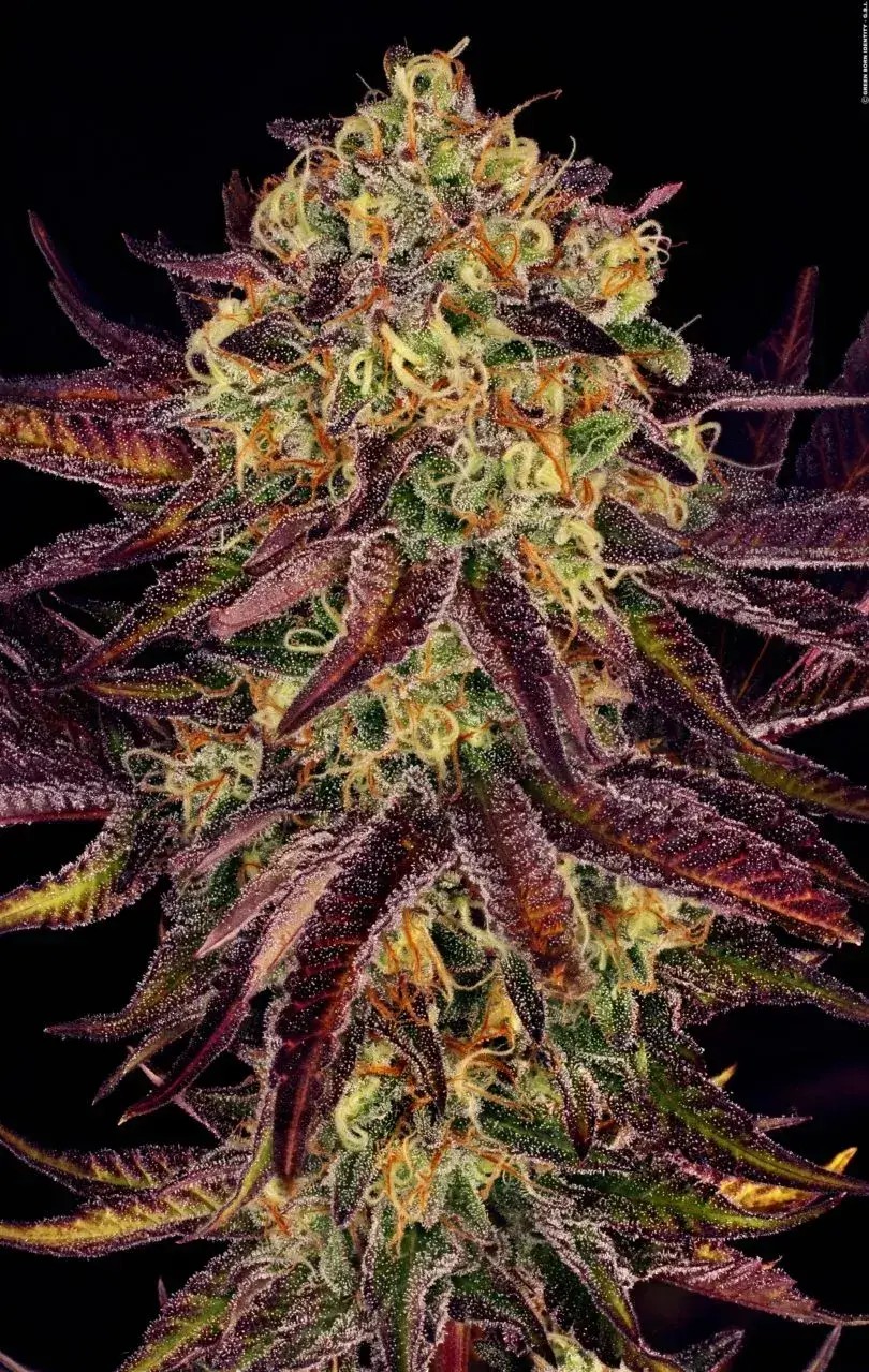 Tangerine Sorbet Feminized by Paradise Seeds