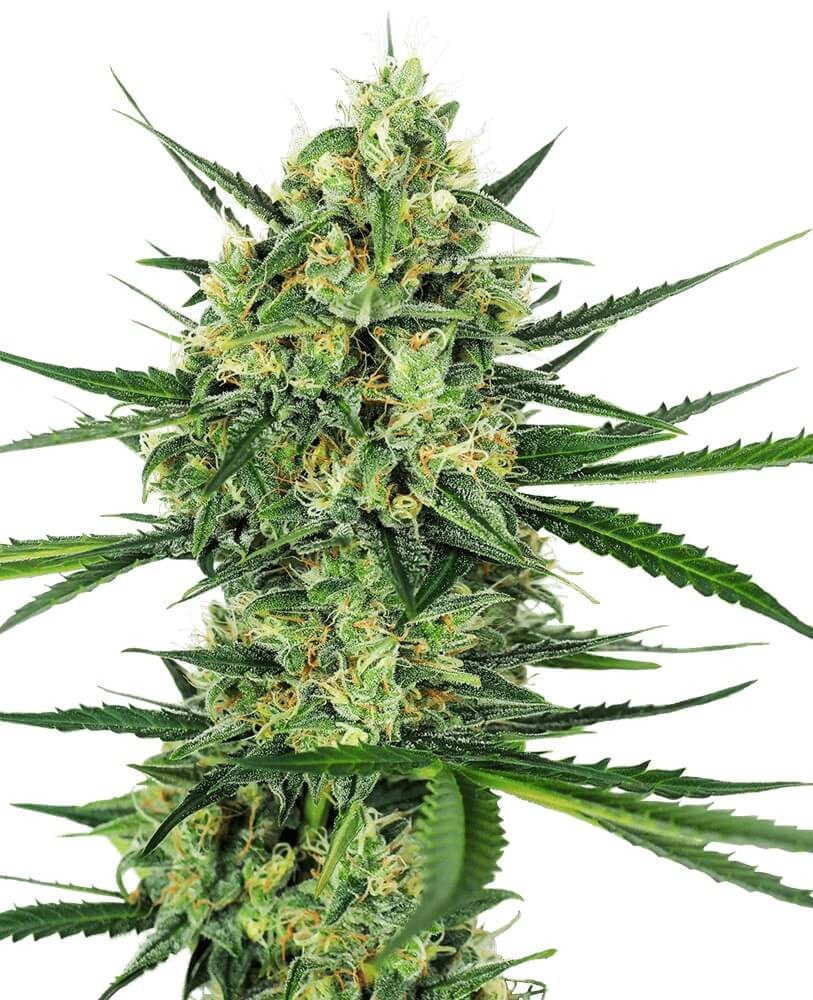 Tangerine Sugar Feminized by Sensi Seeds