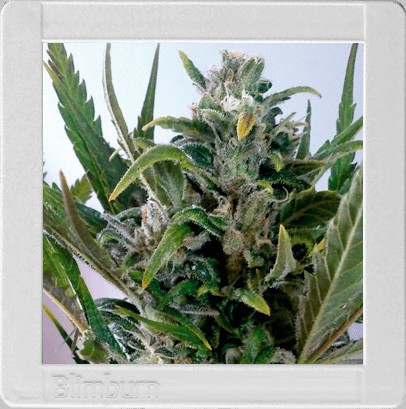 Tangie Auto Autoflower by Blimburn Seeds