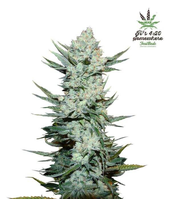 Tangie Auto Autoflower by Fast Buds