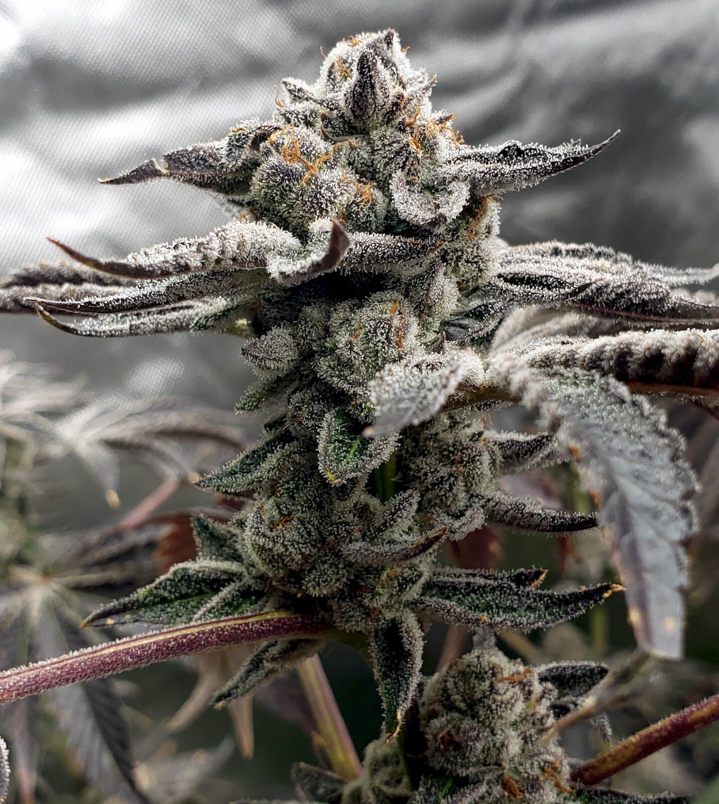 Tangie Candie Feminized by Elev8 Seeds