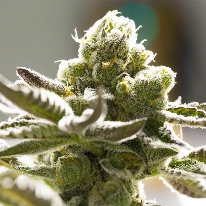 Tangie Feminized by BSF Seeds