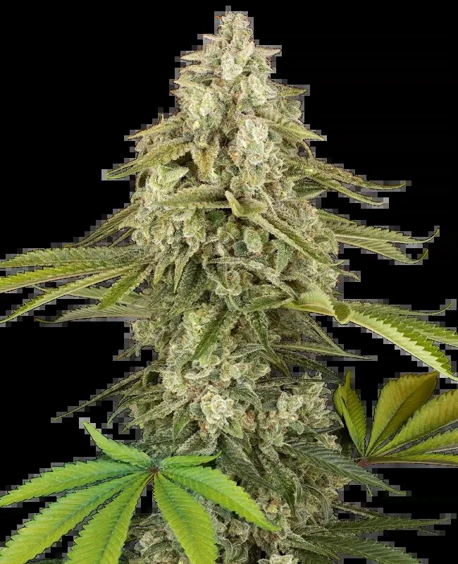 Tangie Jungle Juice Feminized by Sensi Seeds