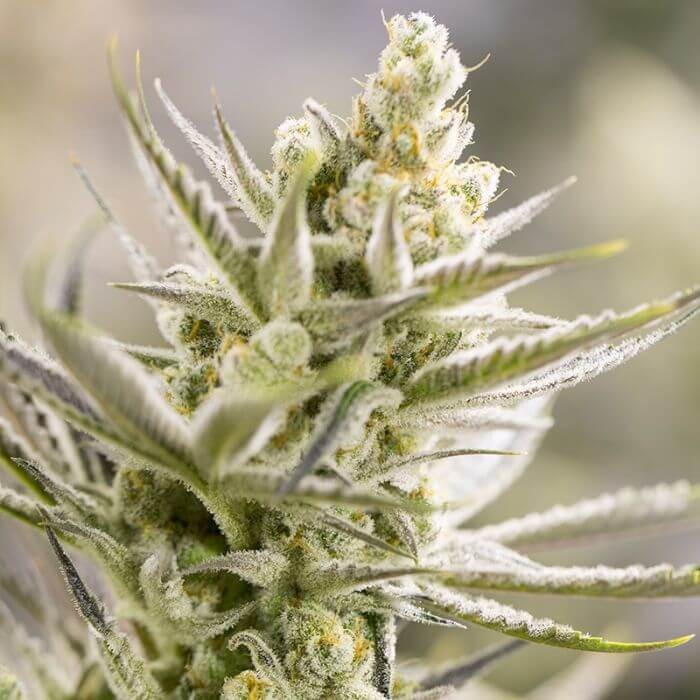 Tangie XXL Auto Autoflower by BSF Seeds
