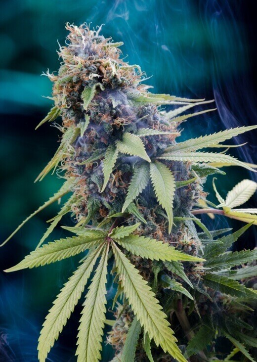 Tardis Regular by Homegrown Natural Wonders