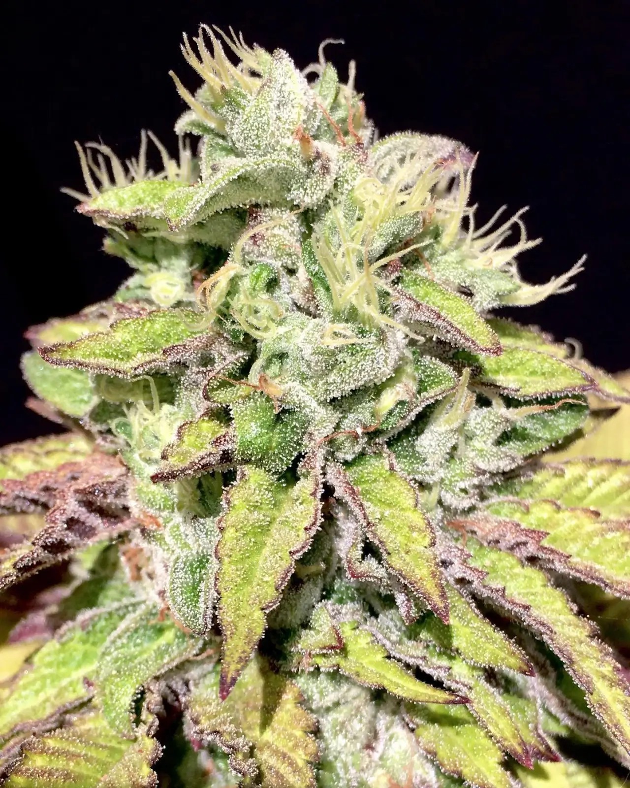 Tarta Helada Feminized by Mamiko Seeds