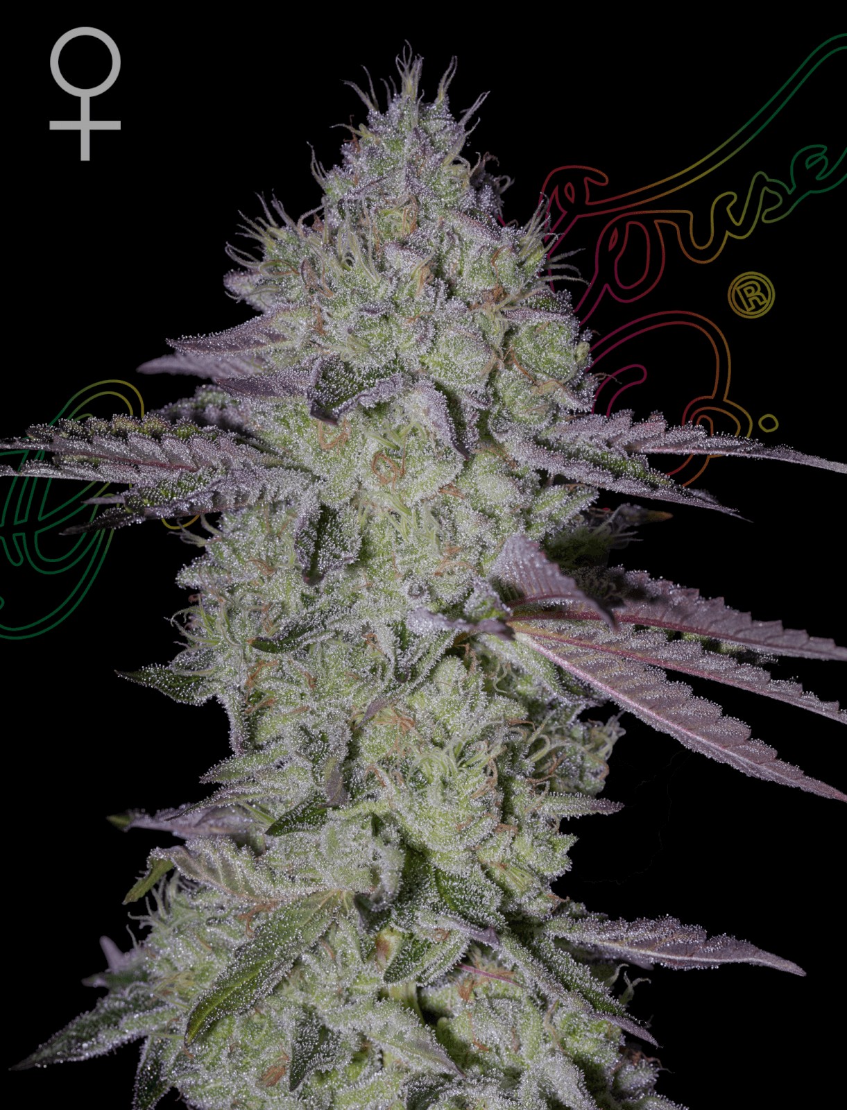 Tarte Tatin Feminized by Green House seeds