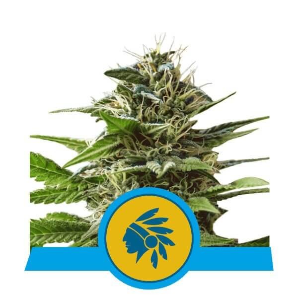 Tatanka Pure CBD Feminized by Royal Queen Seeds