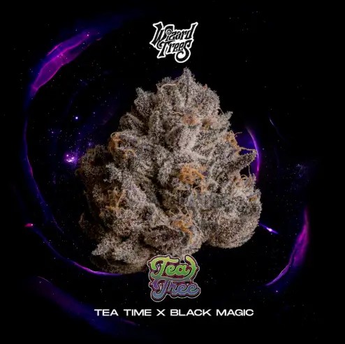 Tea Tree Feminized by Wizard Trees