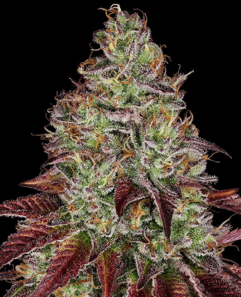 Tezla OG Feminized by Sensi Seeds