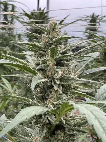 Thai Cookies Auto Autoflower by Seedsman