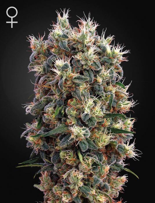 The Church Feminized by Green House seeds