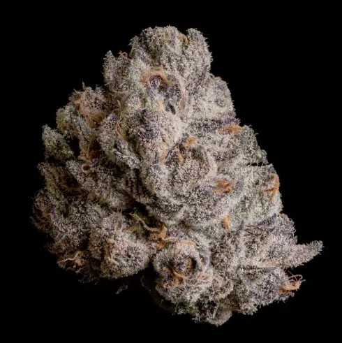 The Curse Feminized by Wizard Trees