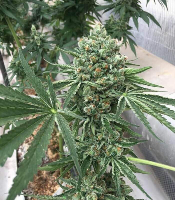 The Eleven Regular by Homegrown Natural Wonders