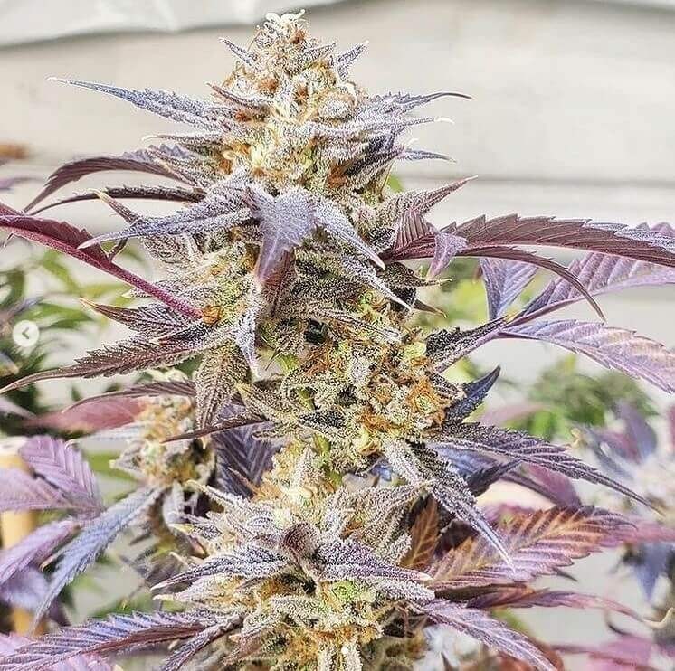 The Flav Regular by TGA Mz Jill Genetics