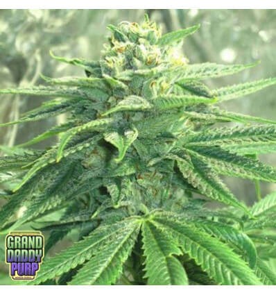 The Funk Feminized by Grand Daddy Purple Seeds