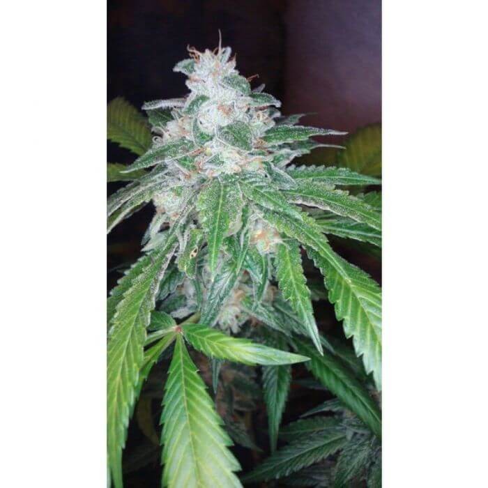 The OG #18 Feminized by DNA Genetics
