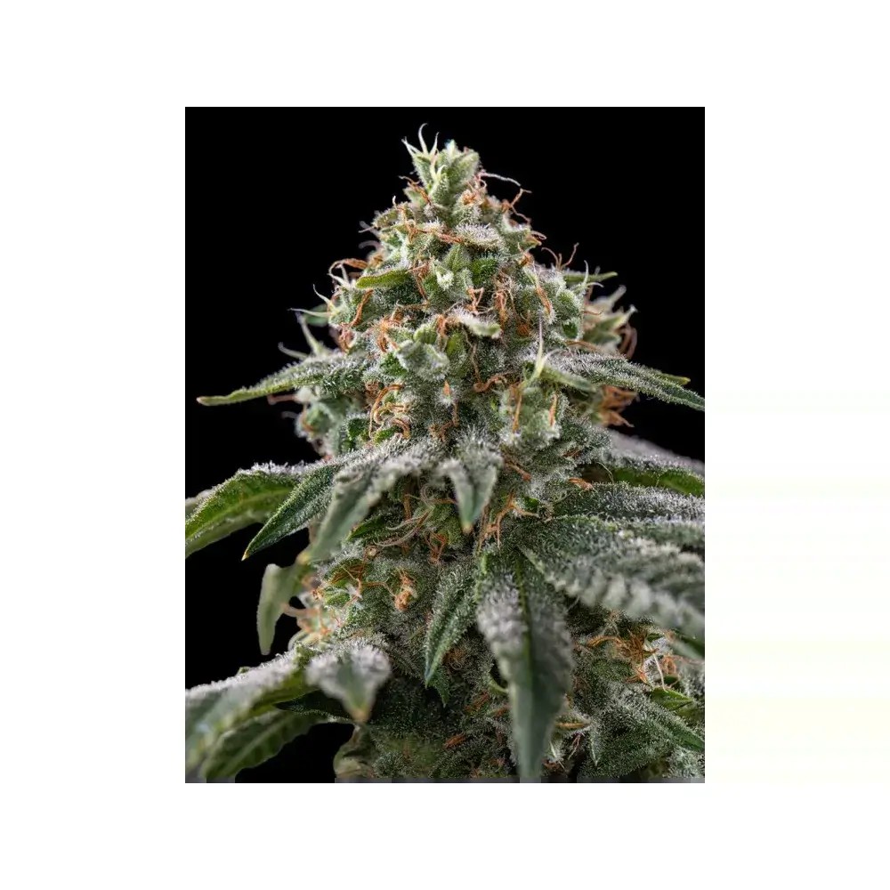 The Rascal Triploid Feminized by Triploid Genetics