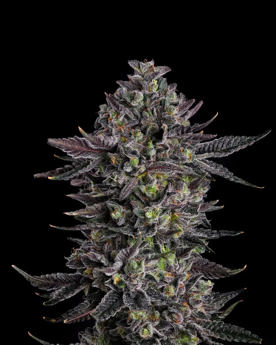 The Scrooge Feminized by Compound Genetics