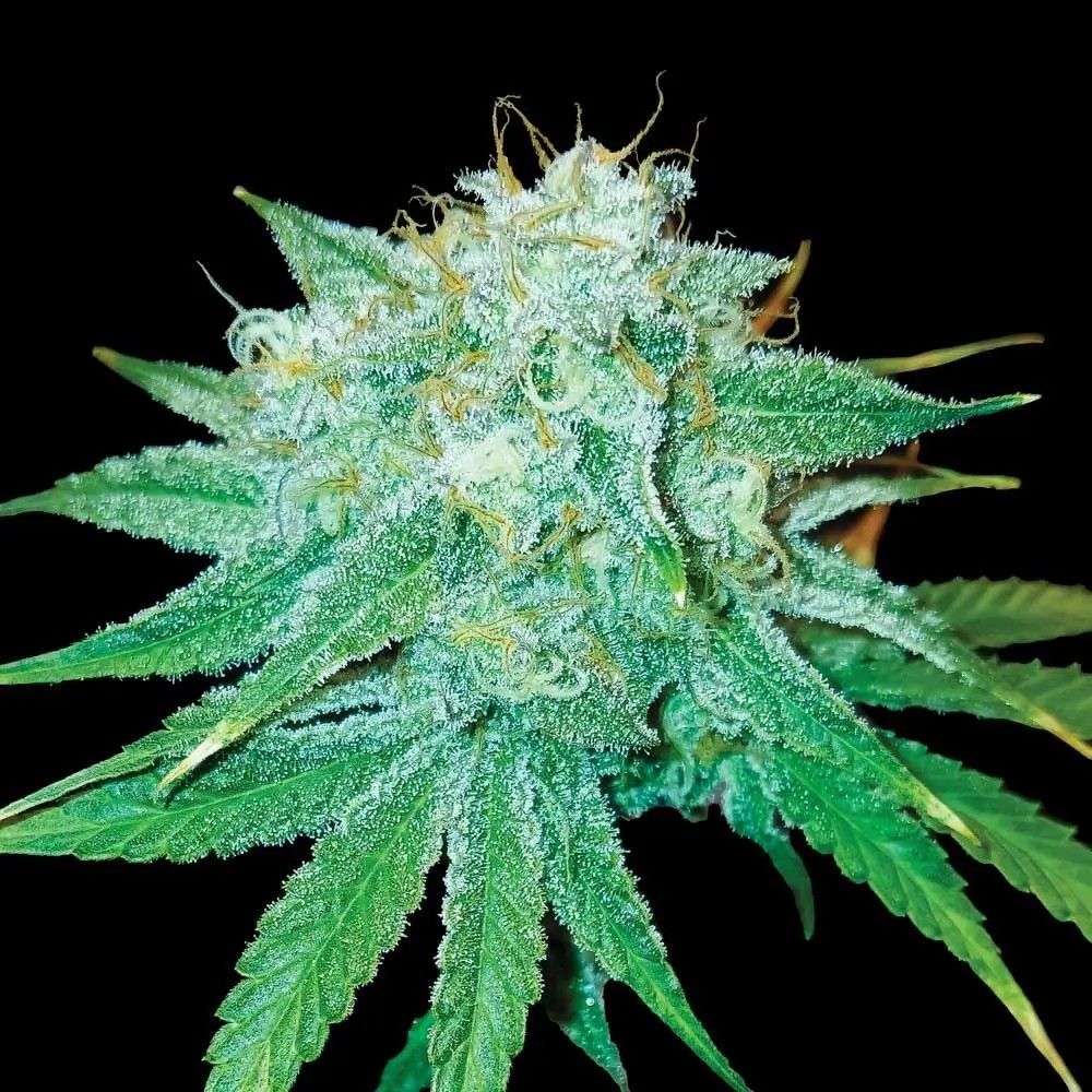 The Stinking Rose Feminized by DNA Genetics