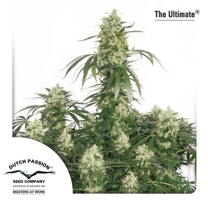 The Ultimate Feminized by Dutch Passion