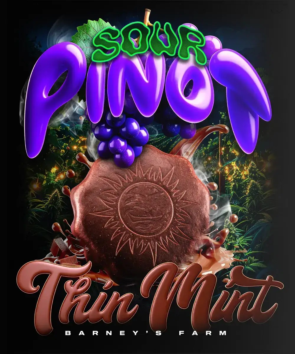 Thin Mint x Sour Pinot Auto Autoflower by Barneys Farm