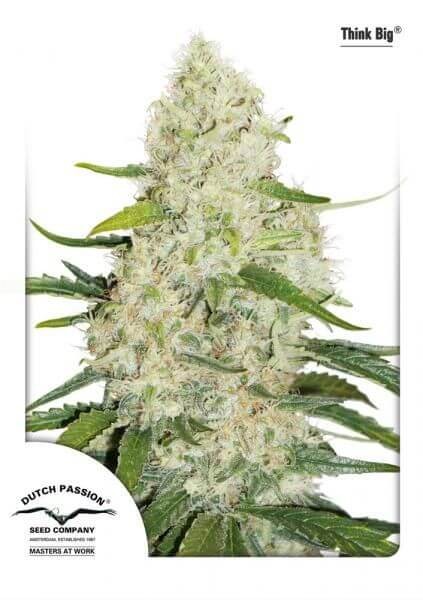 Think Big Autoflower by Dutch Passion