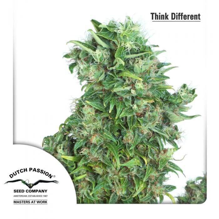 Think Different Autoflower by Dutch Passion