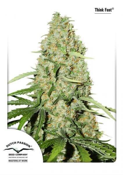 Think Fast Feminized by Dutch Passion