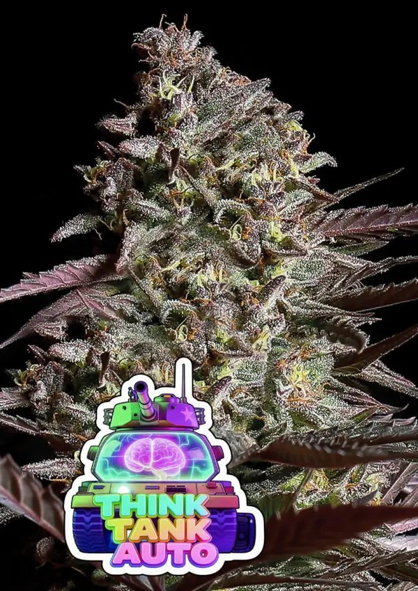 Think Tank Auto Autoflower by Anesia Seeds