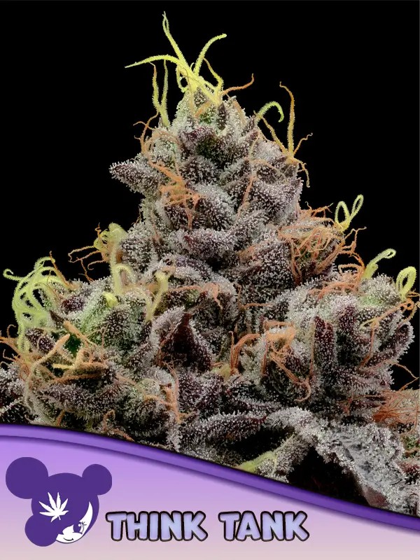 Think Tank Feminized by Anesia Seeds
