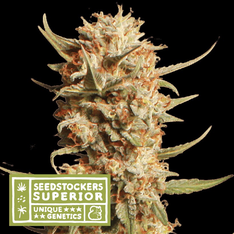 Thunder Banana Auto Autoflower by Seedstockers