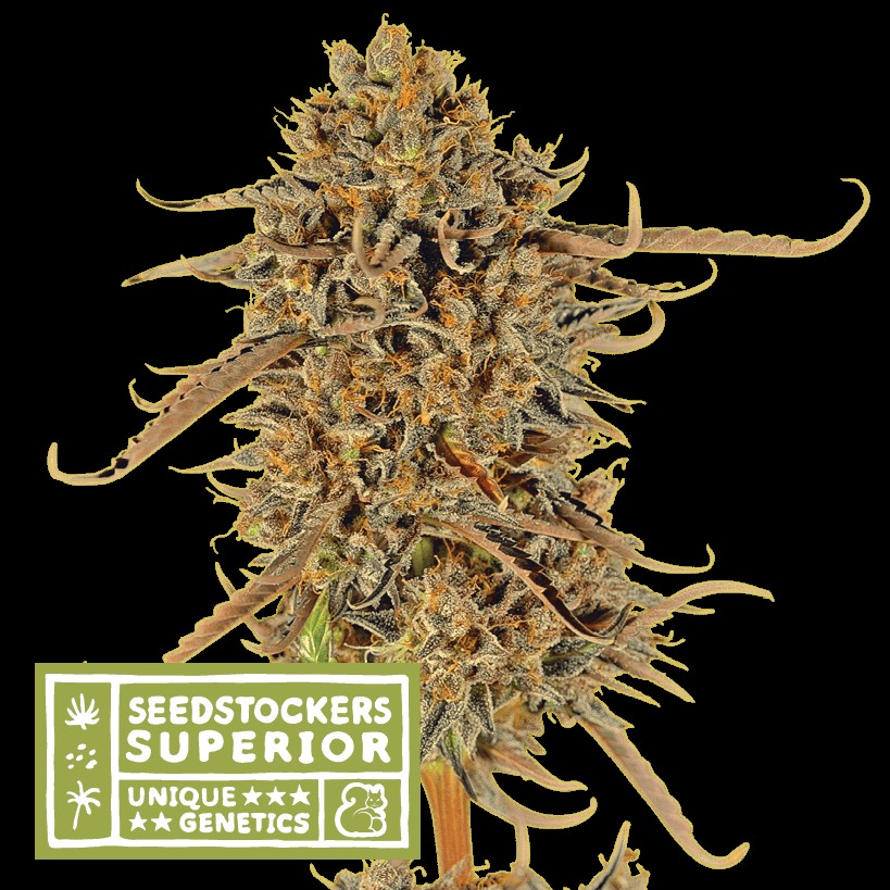 Thunder Banana Feminized by Seedstockers