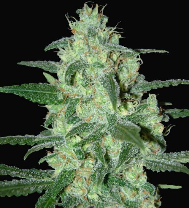 Thunder Bloody Mary Autoflower by Samsara Seeds