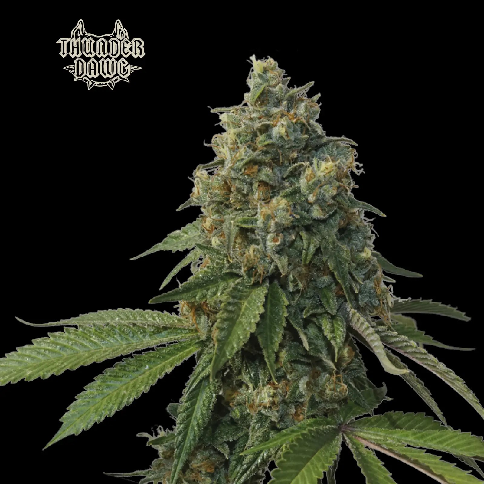 Thunder Dawg Regular by Seedstockers