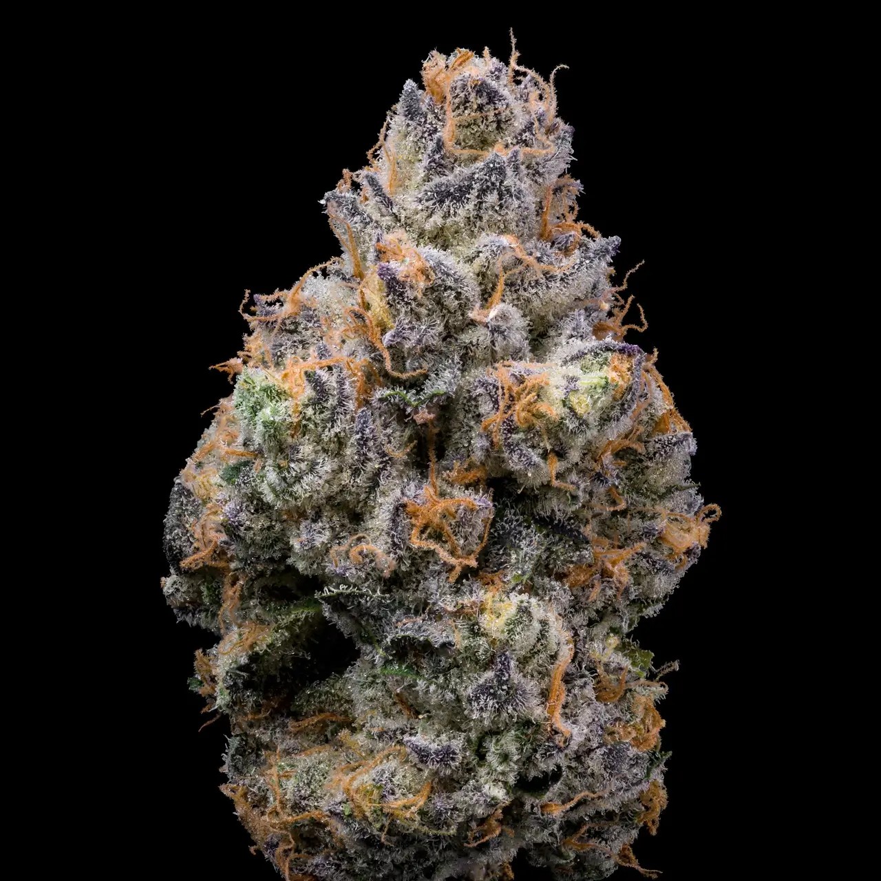 Tiger Paw Feminized by Cookies Seed Bank