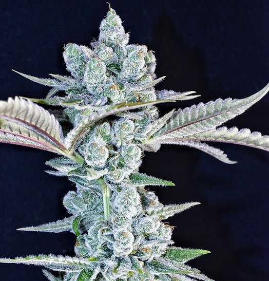 Time Loop Feminized by Botafarm Genetics