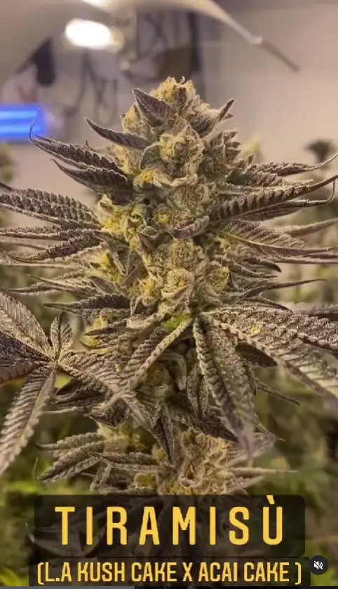 Tiramisu Feminized by Black Farm Genetix