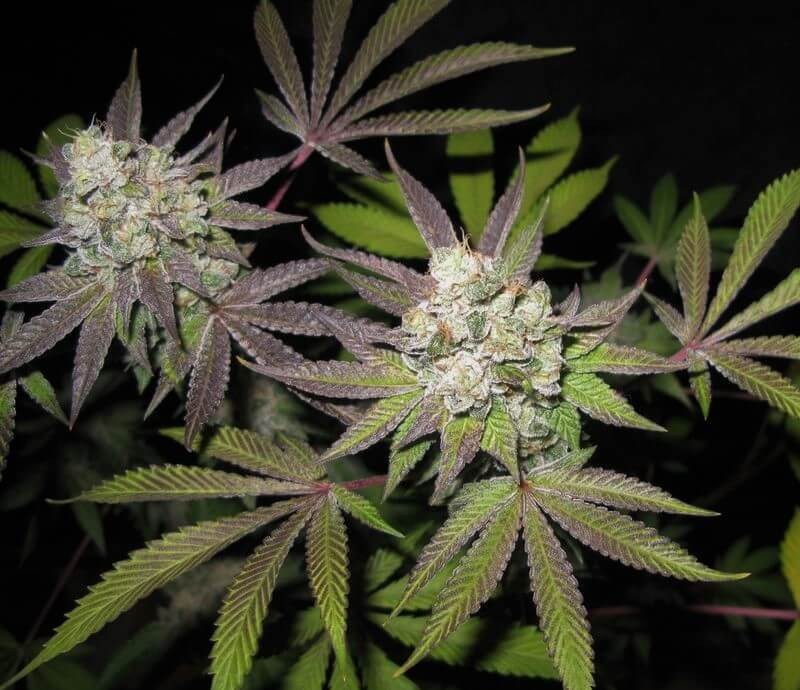 Tiramisu Feminized by The Cali Connection