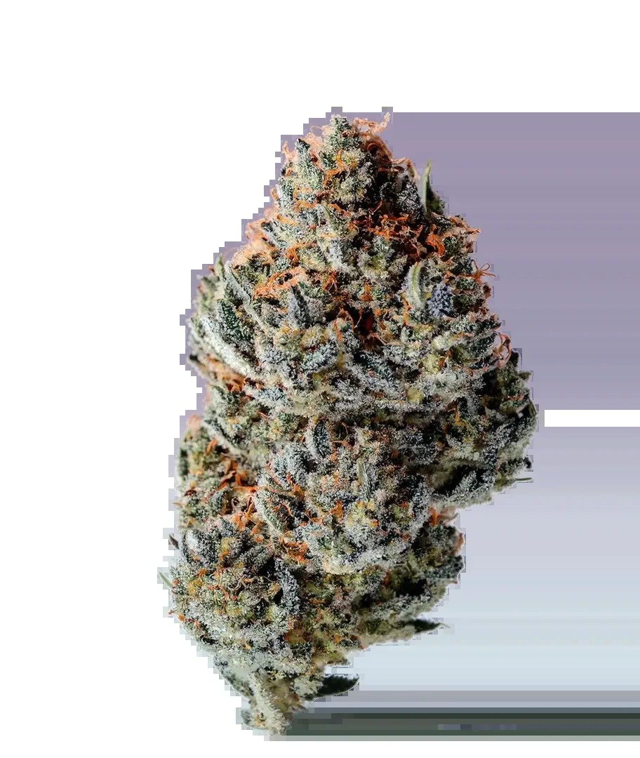 Toad Poison Autoflower Autoflower by Growers Choice