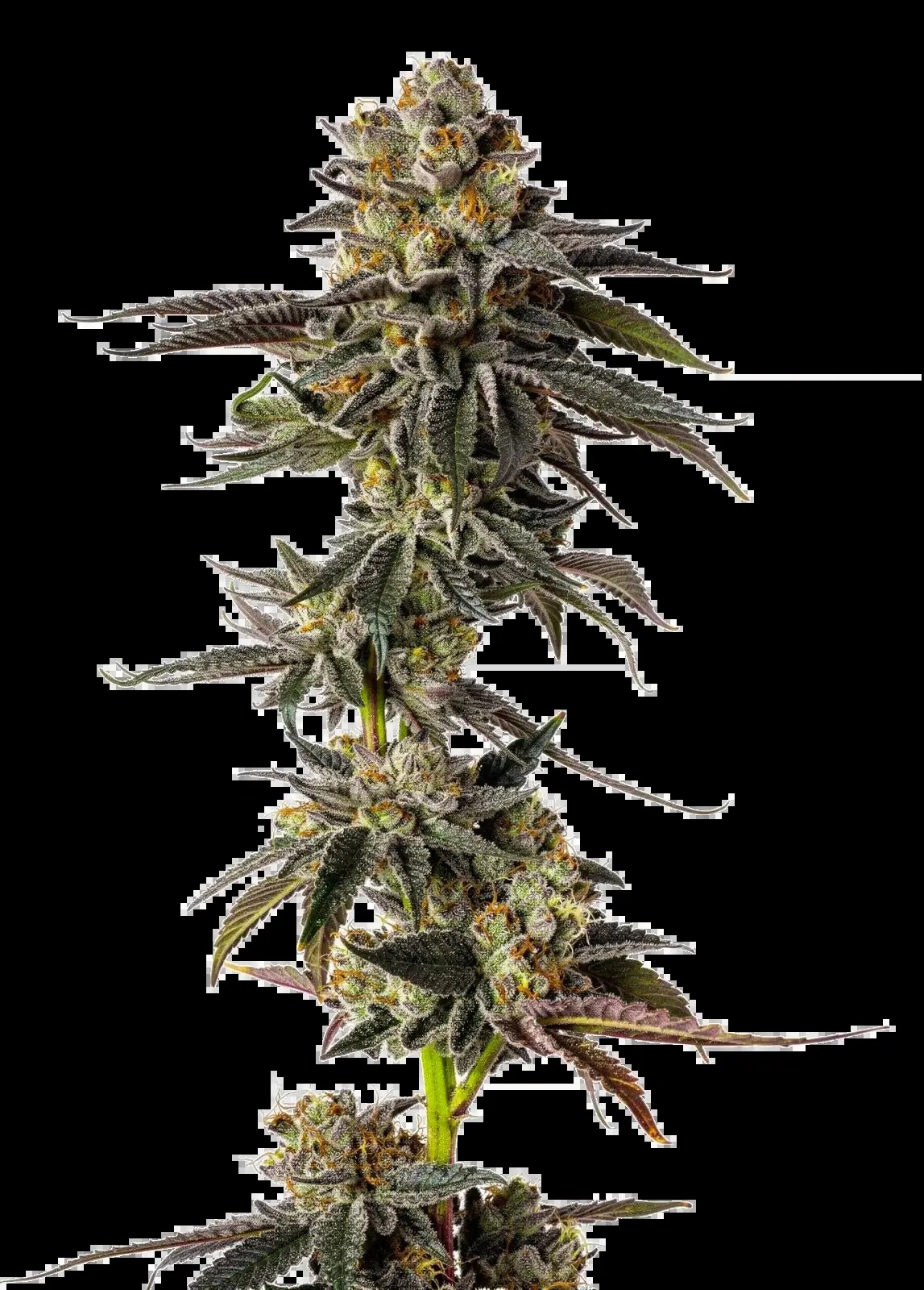 Toad Poison Feminized by Growers Choice