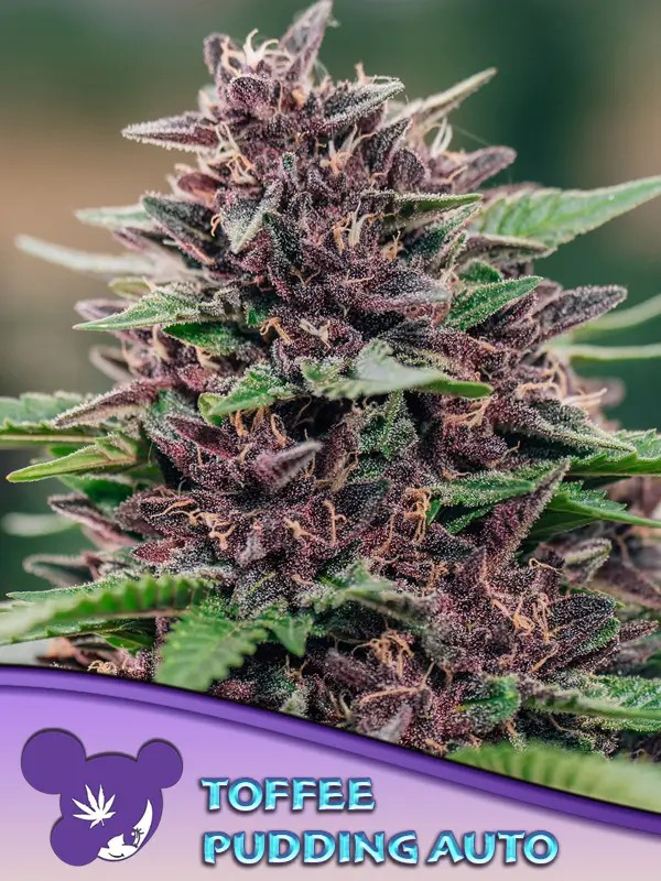 Toffee Pudding Auto Autoflower by Anesia Seeds