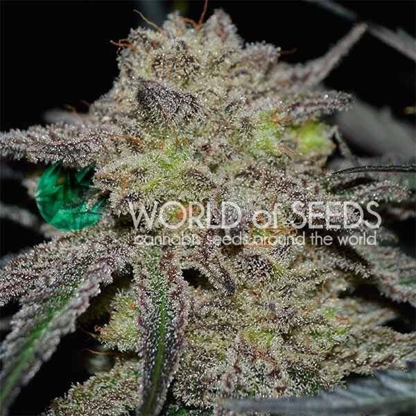 Tonic Ryder Autoflower by World of Seeds