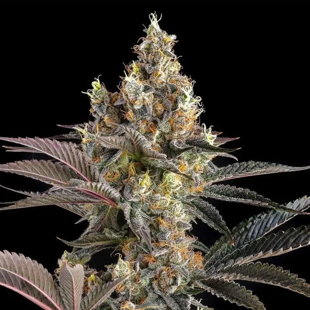 Tostones Feminized by Compound Genetics