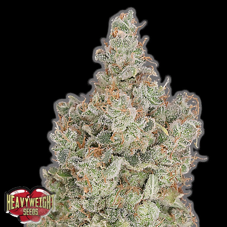 Total Paralysis Feminized by Heavyweight Seeds