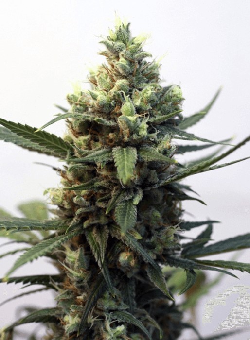 Toxic Feminized by Ripper Seeds