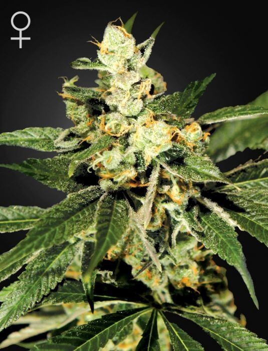 TrainWreck Feminized by Green House seeds
